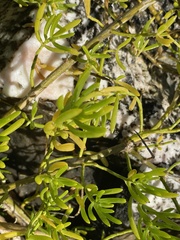 Batis maritima