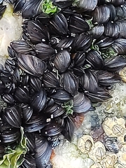 Mytilaster solisianus