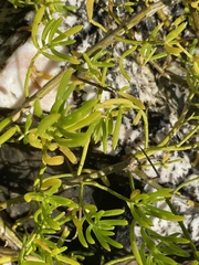 Batis maritima