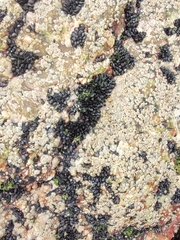 Mytilaster solisianus