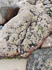 Mytilaster solisianus