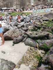 Mytilaster solisianus