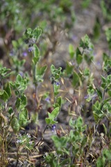 Trichostema oblongum