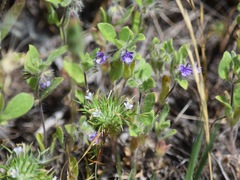Trichostema oblongum