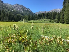 Veratrum californicum