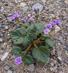 Phacelia calthifolia
