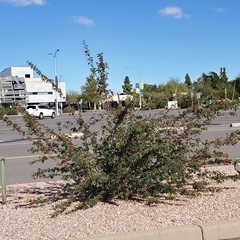 Calliandra californica