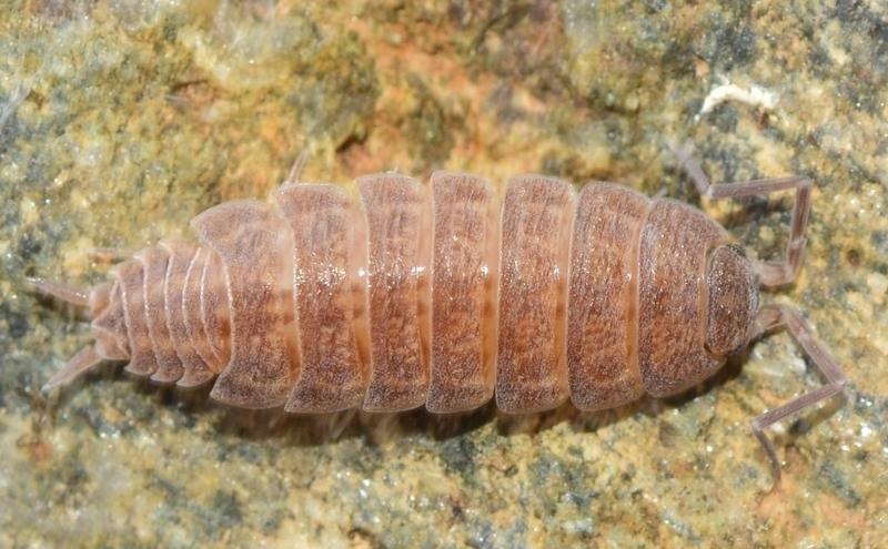 Porcellionides hispanus