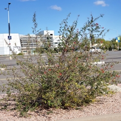 Calliandra californica