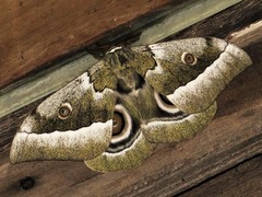 Gonimbrasia zambesina