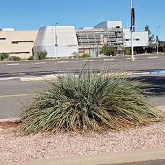 Hesperaloe parviflora