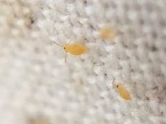 Deuterosminthurus pallipes