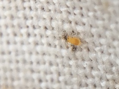 Deuterosminthurus pallipes