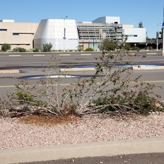 Calliandra californica