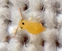 Deuterosminthurus pallipes