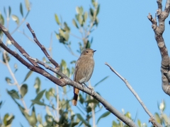 Phoenicurus ochruros