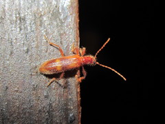 Notocymatodera dimidiata