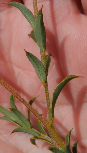 Image of Chorizema dicksonii by (c) Charles Stirton, some rights reserved (CC BY-SA)
