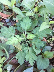 Artemisia princeps