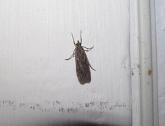 Scoparia indistinctalis