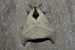 Hylesia scortina