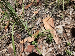 Spermacoce brachystema