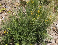 Senecio nevadensis malacitanus