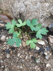 Ranunculus constantinopolitanus