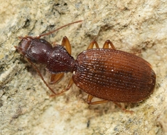 Trymosternus