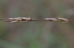 Eragrostis cumingii