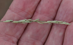 Eragrostis cumingii