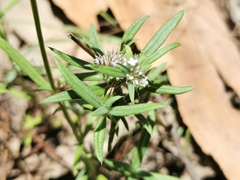 Spermacoce brachystema