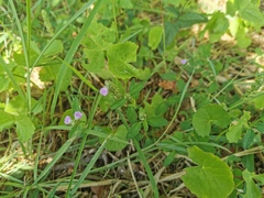 Rostellularia obtusa