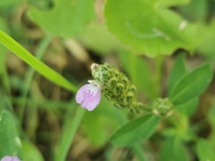 Rostellularia obtusa
