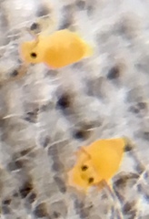 Deuterosminthurus pallipes