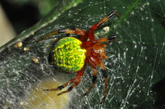 Araneus guttatus