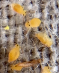 Deuterosminthurus pallipes