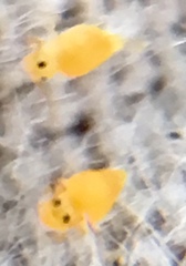 Deuterosminthurus pallipes