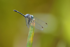 Nephepeltia phryne