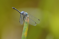 Nephepeltia phryne