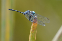 Nephepeltia phryne