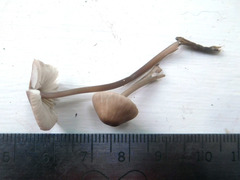 Mycena rubromarginata