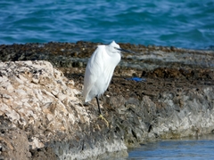 Egretta garzetta