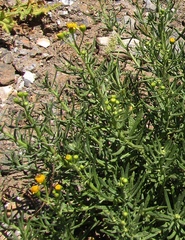 Senecio nevadensis malacitanus
