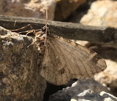 Stamnodes albiapicata