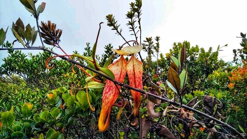 Nepenthes sericea Golos, Wistuba, G.Lim, Mey, S.McPherson & A.S.Rob.