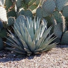Agave