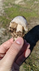Volvopluteus gloiocephalus