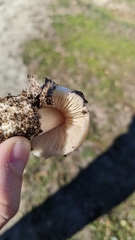 Volvopluteus gloiocephalus