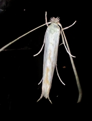 Stegommata sulfuratella